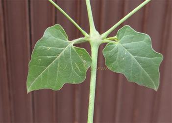  Leaf pair (subequal) - Adaxial view